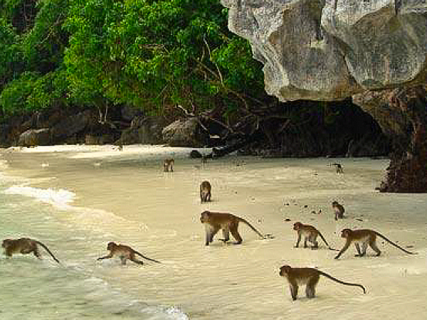Ko Phi Phi Don (Monkey Beach)